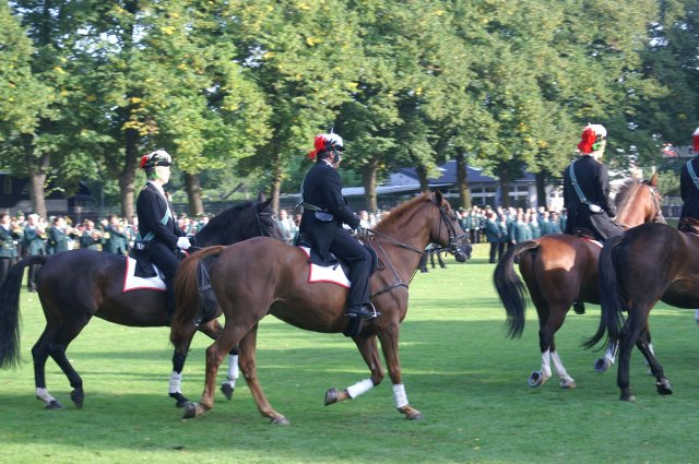 Quadrille 2008