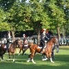 Quadrille 2008
